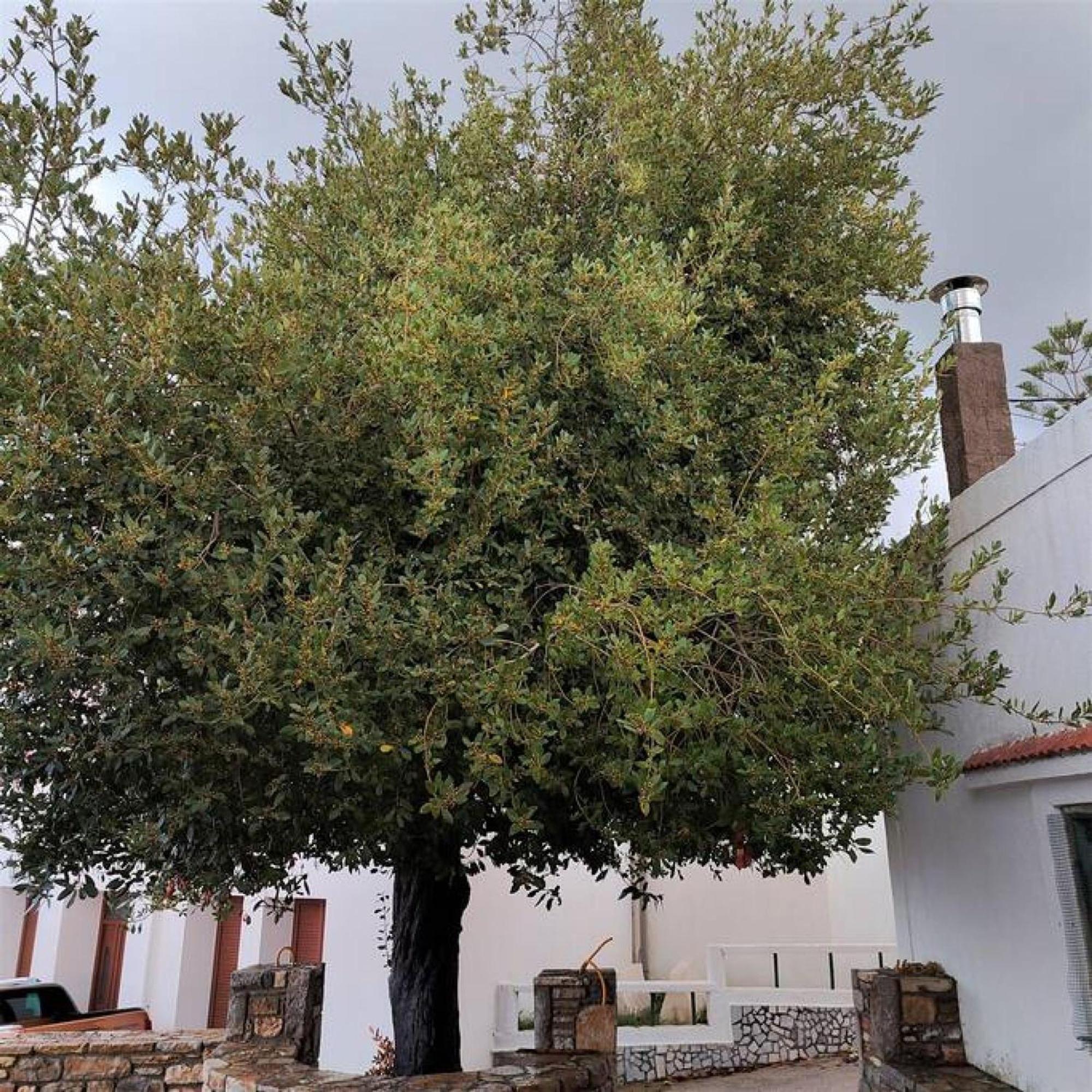 Laurel Lk Houses In Kritinia Rhodes Extérieur photo